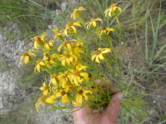 Dysodiopsis tagetoides