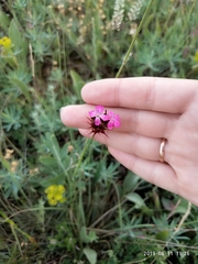 Dianthus capitatus
