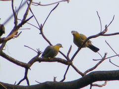 Treron phoenicopterus