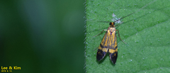 Nemophora