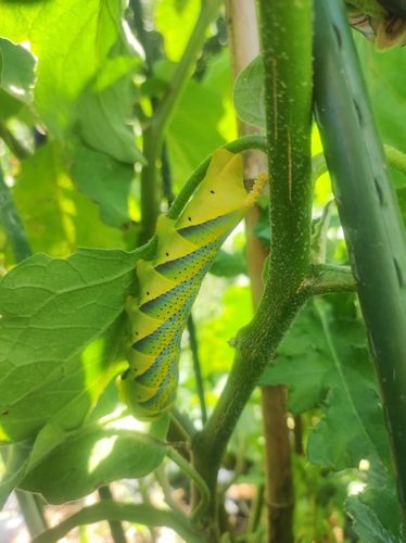 Acherontia atropos