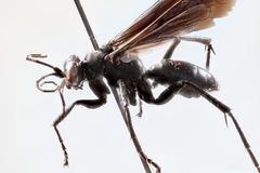 Anoplius depressipes