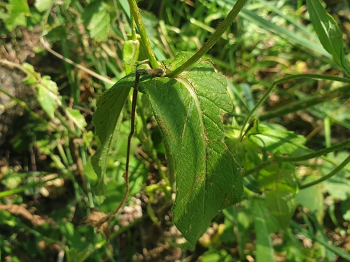 Image of Knautia arvernensis by (c) Clément Maouche, some rights reserved (CC BY)