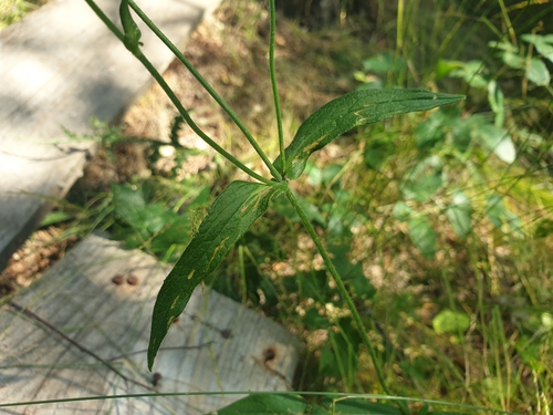 Image of Knautia arvernensis by (c) Clément Maouche, some rights reserved (CC BY)