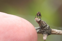 Hadrokolos texanus