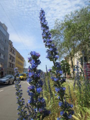Echium vulgare