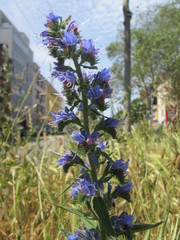 Echium vulgare