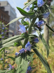 Echium vulgare