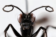 Anoplius depressipes