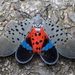 Spotted Lanternfly - Photo (c) Sakern | 永隔一江水, some rights reserved (CC BY-NC), uploaded by Sakern | 永隔一江水