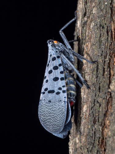 Spotted Lanternfly, photo 4 of 10