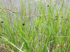 Bolboschoenus planiculmis