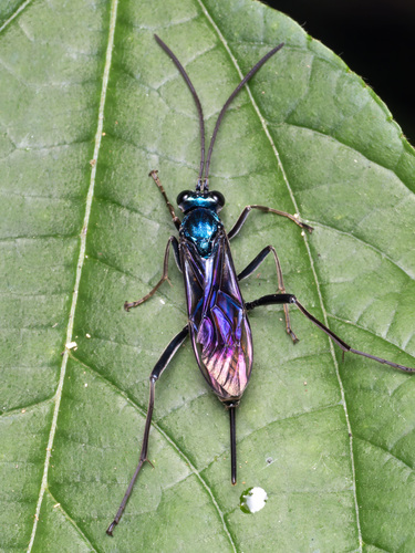 Chlorocryptus