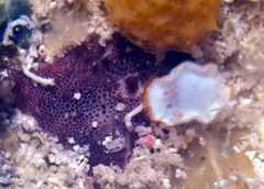 Goniobranchus verrieri