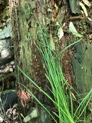 Carex radiata