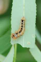 Acronicta rumicis
