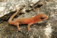 Hemidactylus squamulatus