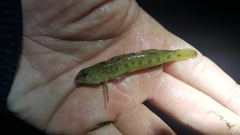 Etheostoma