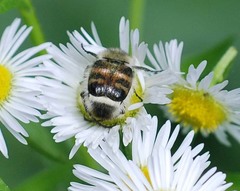 Lasiotrichius succinctus