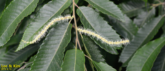 Castanea crenata