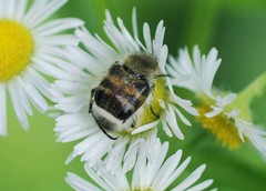 Lasiotrichius succinctus