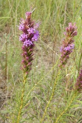 Liatris aestivalis