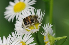 Lasiotrichius succinctus