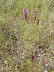 Liatris aestivalis