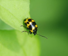 Gallerucida bifasciata