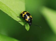 Gallerucida bifasciata