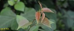Actinidia