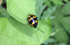 Gallerucida bifasciata