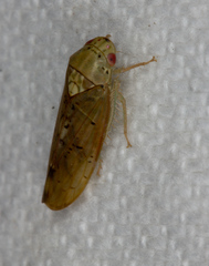 Ponana quadralaba