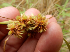 Cyperus acuminatus