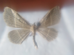 Trisateles emortualis