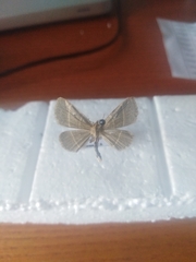 Trisateles emortualis