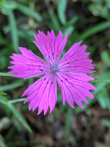 Image of Dianthus seguieri by (c) Sébastien Storck, some rights reserved (CC BY)