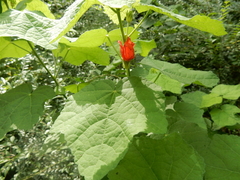 Malvaviscus arboreus drummondii