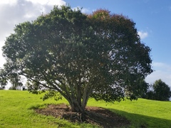 Metrosideros kermadecensis