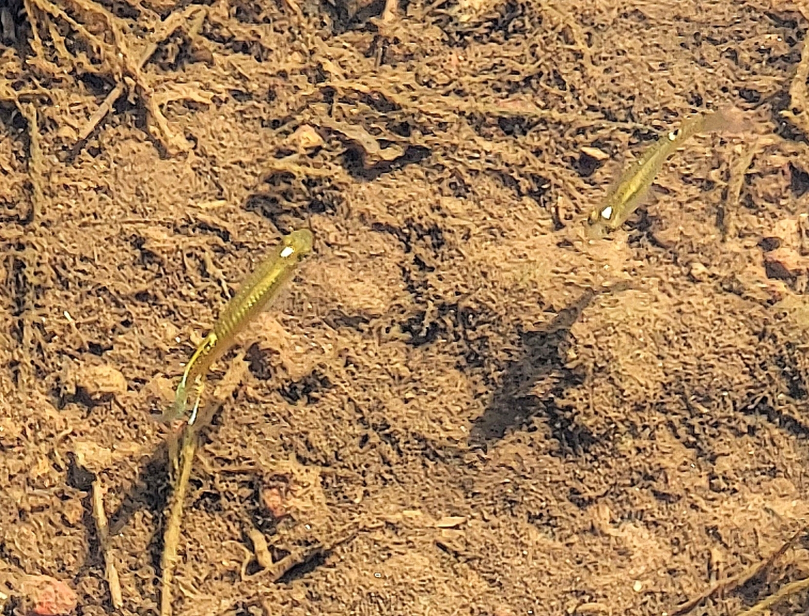 Aplocheilus blockii