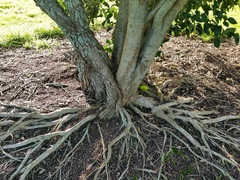 Metrosideros kermadecensis