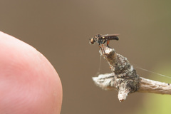 Hadrokolos texanus