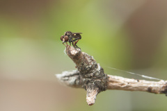 Hadrokolos texanus