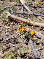 Acmispon decumbens decumbens