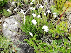 Eritrichium pectinatum