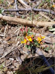 Acmispon decumbens decumbens