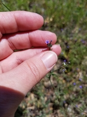 Allophyllum gilioides violaceum