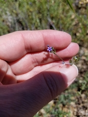 Allophyllum gilioides violaceum