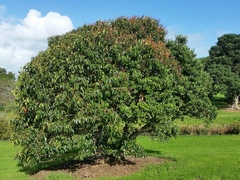 Metrosideros kermadecensis