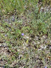 Allophyllum gilioides violaceum